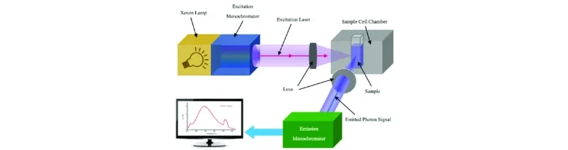 Spectrophotometers vs. Fluorometers Key Differences & Applications