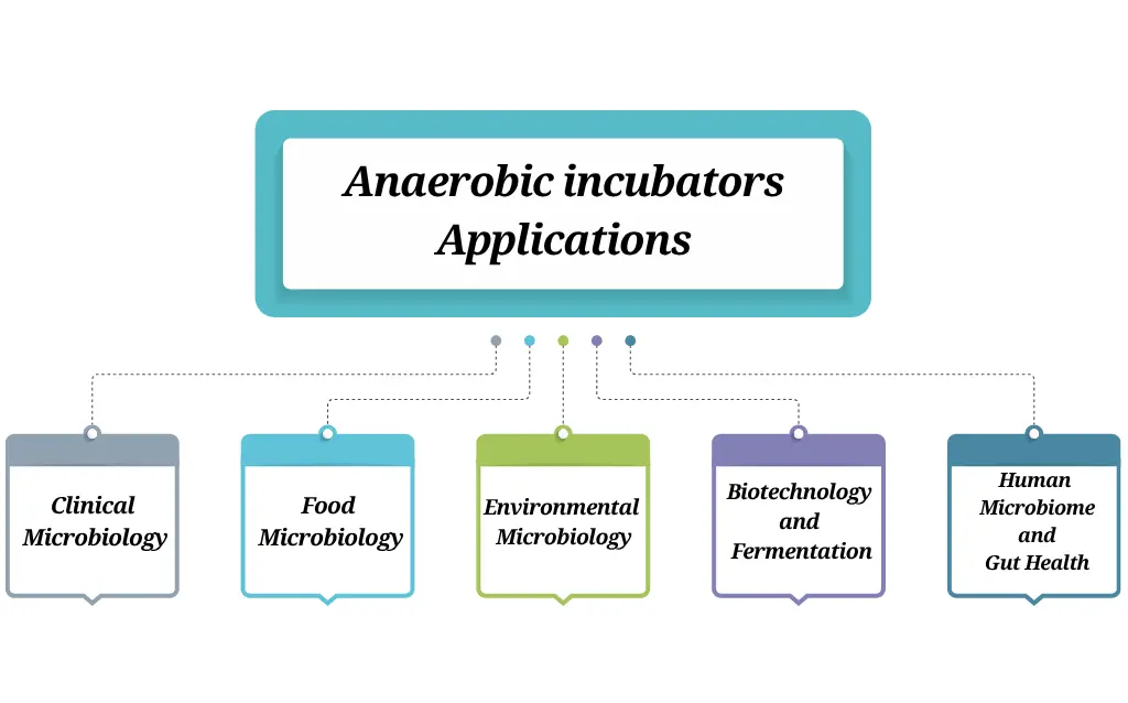 Anaerobic Incubators : Uses, Features, and Benefits AELAB