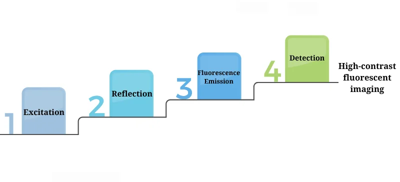 Fluorescence Microscope: The Ultimate Guide AELAB
