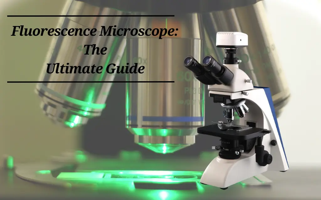 Fluorescence Microscope: The Ultimate Guide AELAB