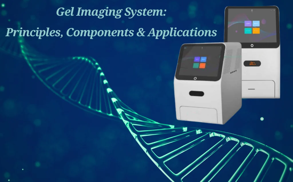 Gel Imaging System: Principles, Components & Applications AELAB