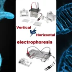 Vertical vs Horizontal electrophoresis : Which One is Better?