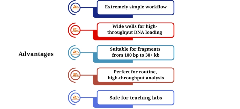 Advantages of Simple Workflow, High-Throughput DNA Loading, and Safety for Teaching Labs AELAB