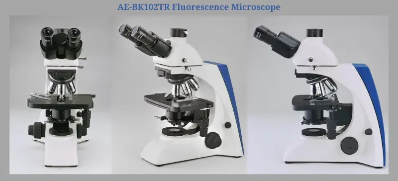 Fluorescence Microscope: The Ultimate Guide AELAB