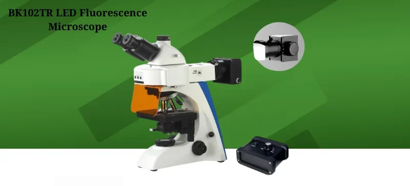 Fluorescence Microscope The Ultimate Guide AELAB (11)