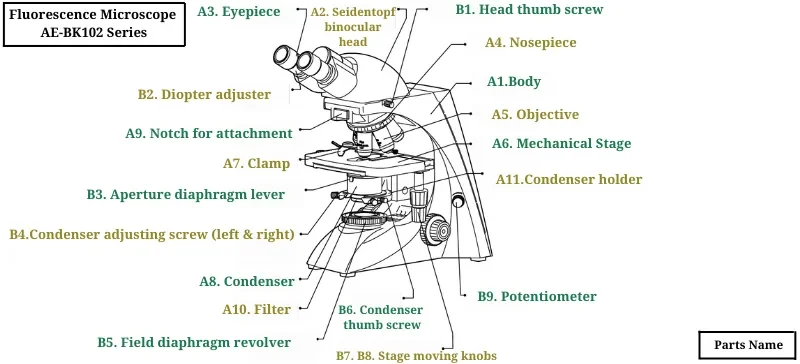 Fluorescence Microscope: The Ultimate Guide AELAB