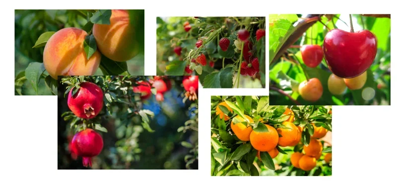 Various fruits prepared for firmness testing in postharvest study AELAB