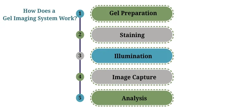 How Does a Gel Imaging System Work?AELAB