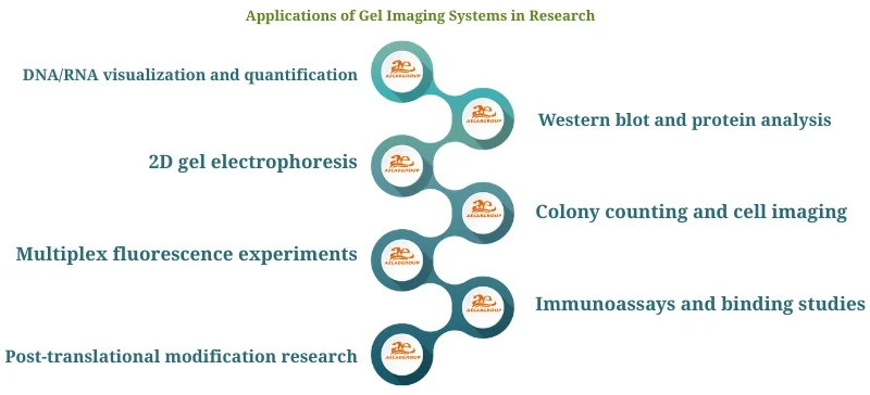 Applications of Gel Imaging Systems in Research AELAB