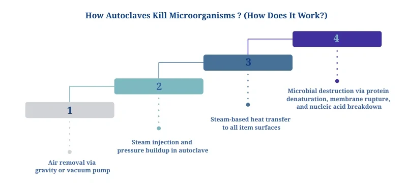 Autoclaves & Microorganisms AELAB