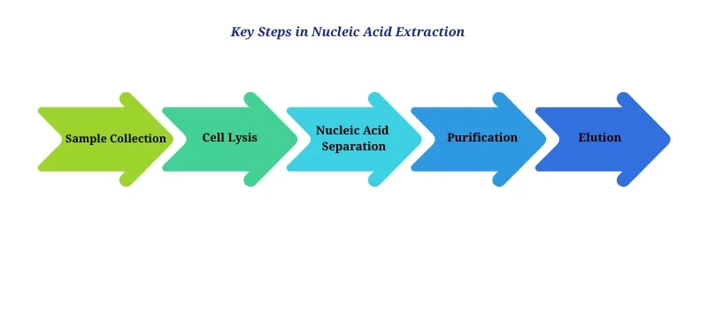 Key Steps in Nucleic Acid Extraction AELAB